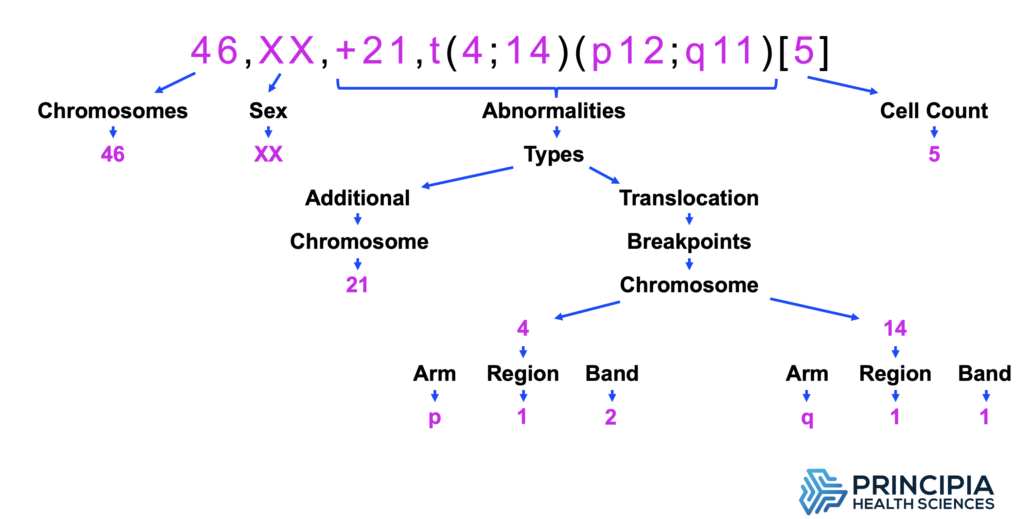 ISCN string 46,XX,+21,t(4;14)(p12;q11)[5] parsed into a tree showing chromosomes, sex, abnormalities, and cell count